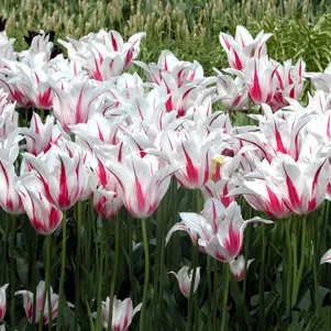 

Тюльпан Мерилин лилиецветный 5шт.