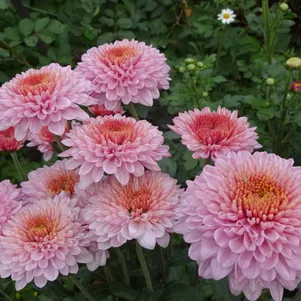 

Хризантема Бленда Пинк уличн.