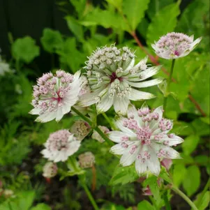 

Астранция Флоренц