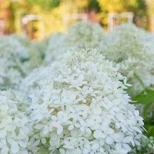 

Гортензия Роял Фловер (Королевский цветок) метельчатая