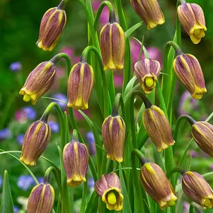 

Рябчик Ува Вульпис