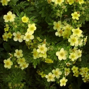 

Лапчатка кустарниковая Белла Линдси