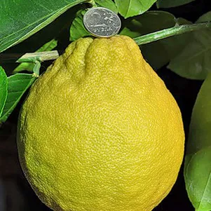 

Лимон Юбилейный