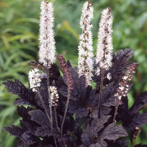 

Цимицифуга (Клопогон) Брунет