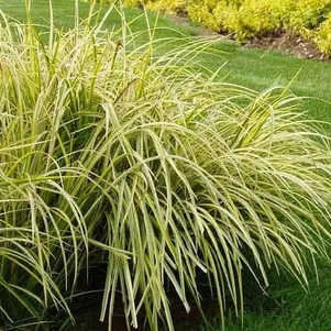 

Аир злаковидный Огон