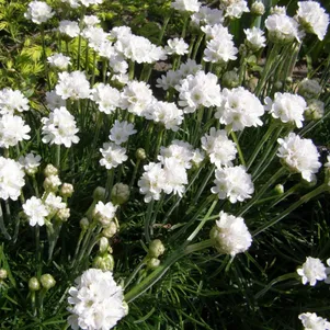 

Армерия приморская Альба