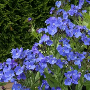 

Анхуза азуреа Лоддон Роялист