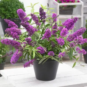 

Буддлея Тутти Фрутти