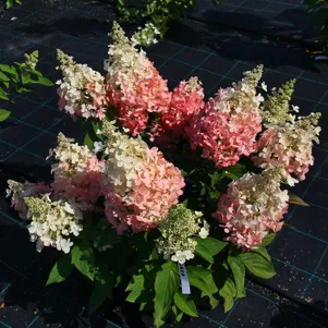 

Гортензия Беби Лейс (Детское кружево) метельчатая