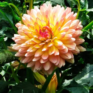 

Георгина Пичес энд Крим декоративная