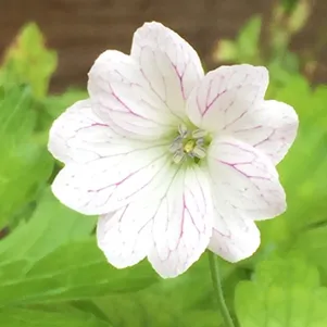 

Герань садовая Тесс