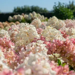 

Гортензия Литл Блоссом (Маленький цветок) метельчатая