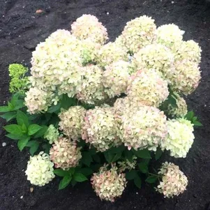 

Гортензия Литл Пассион (Маленькая Страсть) метельчатая