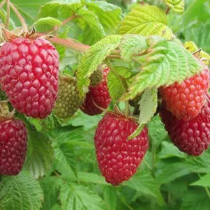 

Малина Нижегородец ремонтантная ранняя (от автора сорта!)