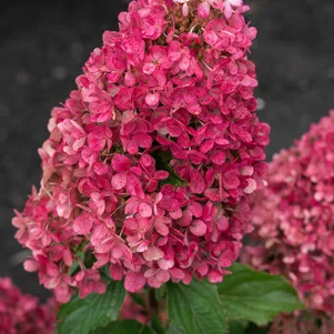 

Гортензия Распберри Пинк (Малиново-розовый) метельчатая