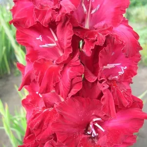 

Гладиолус Пиковая дама