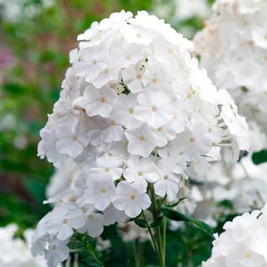 

Флокс Пина Колада метельчатый