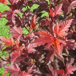 

Пузыреплодник Литл Энджел