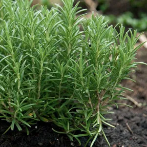 

Розмарин лекарственный Барбекю