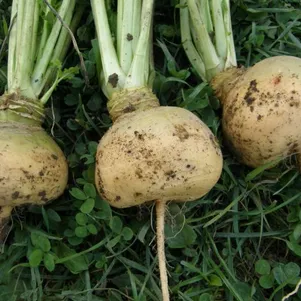 

Брюква Светлая мечта ц/п 0,5 г, Семена Седек