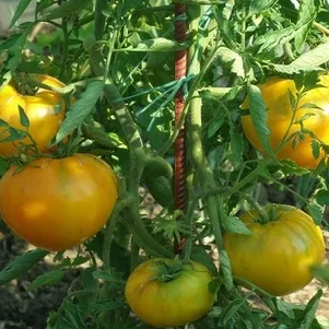 

Томат Антоновка медовая 20 шт, Семена Сибирский сад