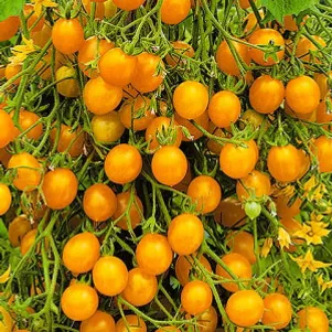 

Томат Черри Оранжевый коктейль F1 ц/п 15 шт, Семена Сибирский сад