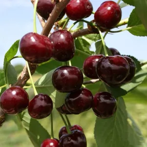 

Вишня Капелька