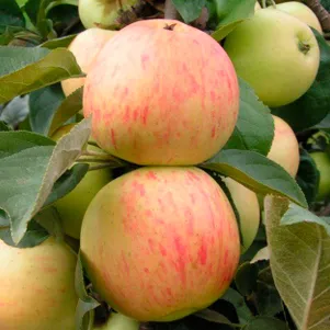 

Яблоня Юбиляр