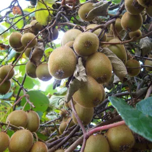 

Актинидия (мини киви) Дженни