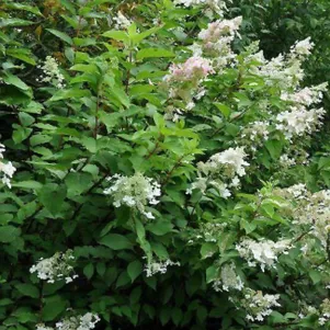 

Гортензия Брюссель Лейс (Брюссельское кружево) метельчатая