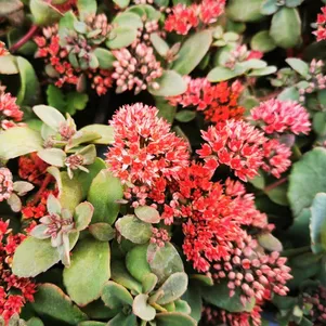 

Очиток (седум) Мерида