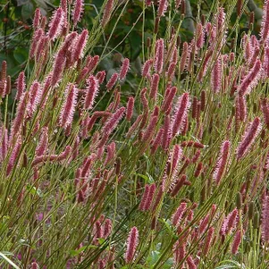 

Кровохлебка Блэкторн