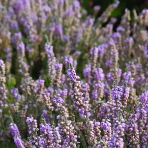 

Вереск Сильвер Найт