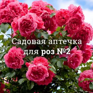 

Аптечка для роз №2