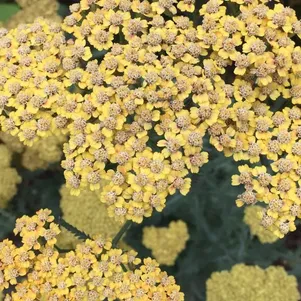 

Тысячелистник Инка Голд обыкновенный