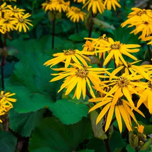 

Бузульник зубчатый