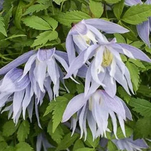 

Клематис (Княжик) Эксимия (Отличный) махровый (1)