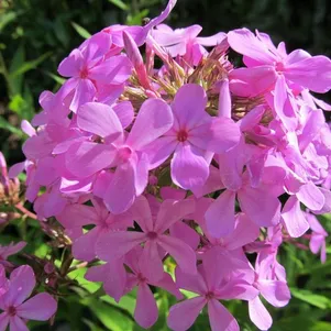 

Флокс Райстром метельчатый