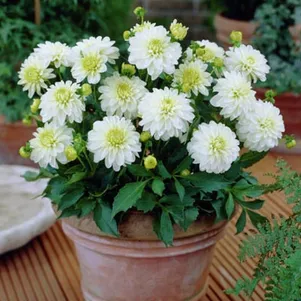 

Георгина Геллери Арт Фейр бордюрная