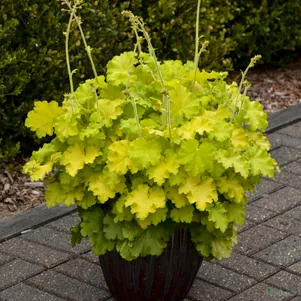 

Гейхера Лемон Лав