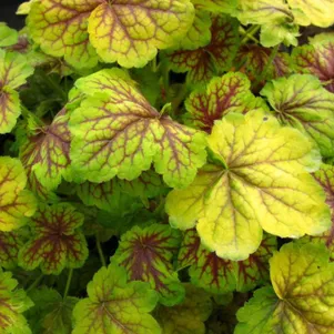 

Гейхера Ренуар