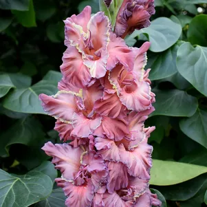 

Гладиолус Древняя Магия