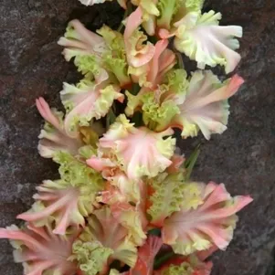 

Гладиолус Рождение ангела