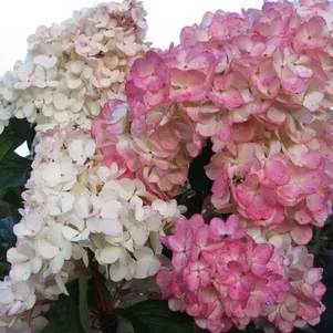 

Гортензия Пинк Леди (Розовая Дама) метельчатая