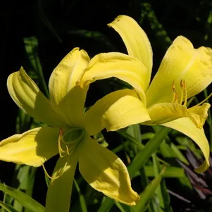 

Лилейник Гринленд