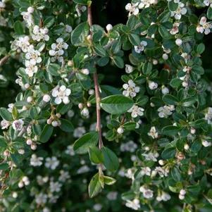 

Кизильник Даммера Мункрепер