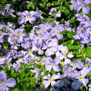 

Клематис Блю Ангел (Голубой Ангел) крупноцветковый (3)