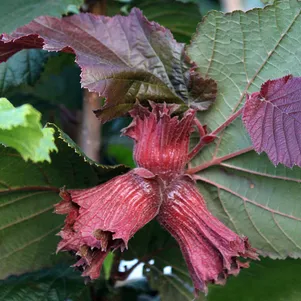 

Лещина обыкновенная Зеллернут (фундук)