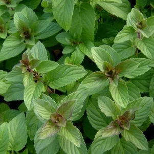 

Мята Хиларис Свит Лемон