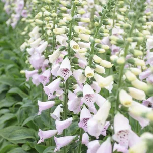 

Наперстянка пурпурная Виртуозо Лавендер